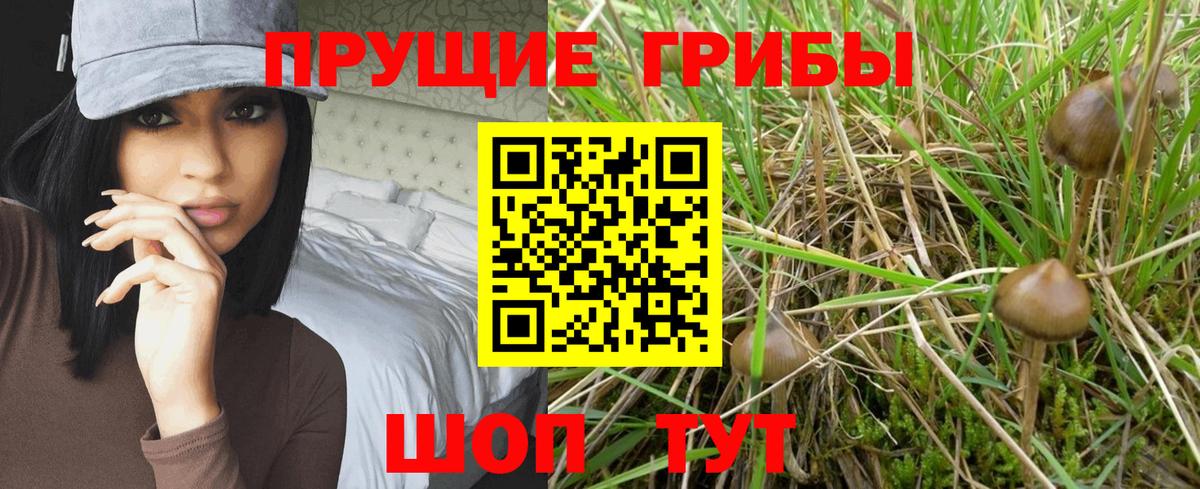 Псилоцибиновые грибы мицелий  Вход с VPN  Зерноград 