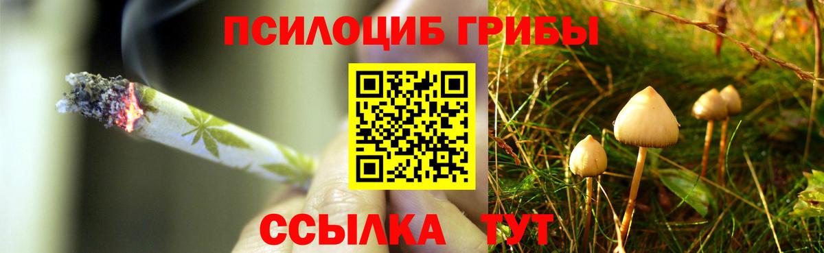 Псилоцибиновые грибы Psilocybe Зерноград